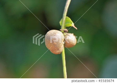 A cute long-eared mukago A cute long-eared mukago 45585674