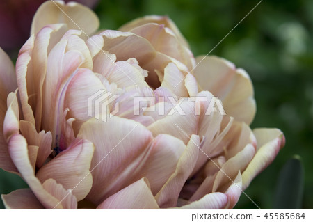 鬱金香La Belle Epoque 45585684