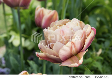 Tulip La Belle Epoque 45585830