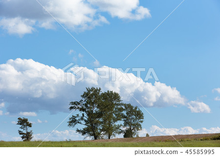 美瑛北海道的風景 45585995