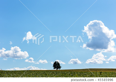 美瑛北海道的風景 45585996