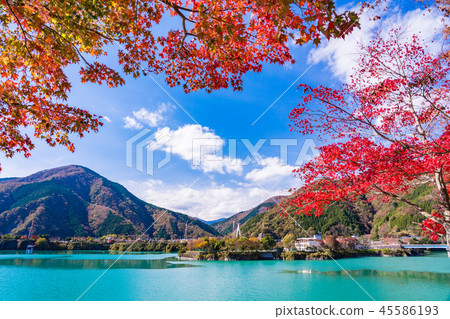(Kanagawa Prefecture) Lake Tanzawa Lake autumn leaves (Kanagawa Prefecture) Lake Tanzawa Lake autumn leaves 45586193
