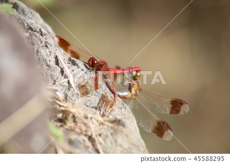 Miyama Akane交配 45588295