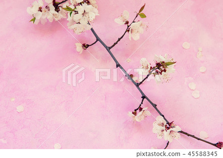 Apricot flowers on cement Apricot flowers on cement 45588345