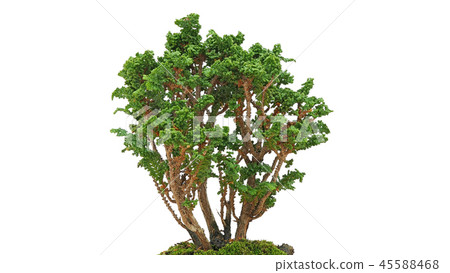 Bonsai petrified moss (depth synthesis) Bonsai petrified moss (depth synthesis) 45588468