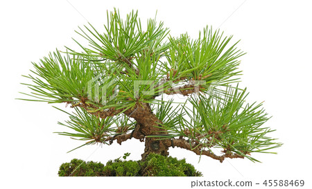 盆景黑松（深度成分） 45588469