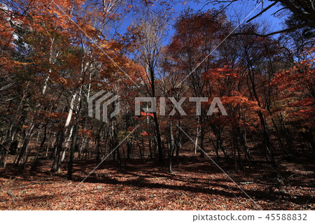 陽光秋葉景觀 45588832