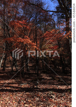 陽光秋葉景觀 陽光秋葉景觀 45588834