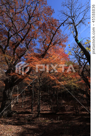 陽光秋葉景觀 45588836