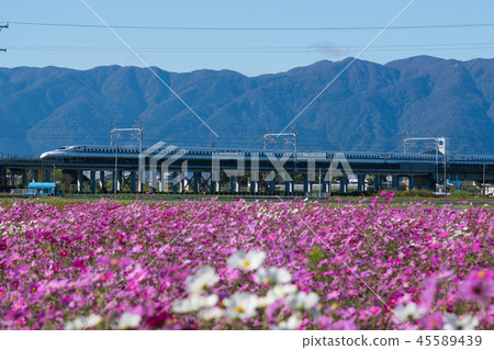 Tokaido Shinkansen N700 series and Cosmos field Tokaido Shinkansen N700 series and Cosmos field 45589439