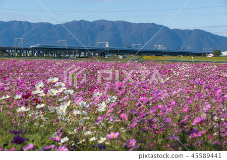 盛開的宇宙領域和東海道新幹線 45589441