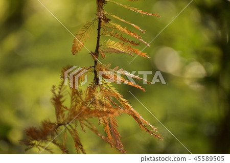 Nature of the leaf color 45589505