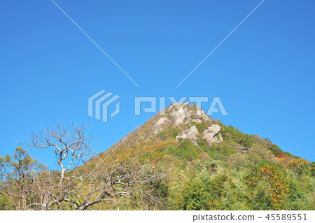 Fall-colored Tarobogu Fall-colored Tarobogu 45589551