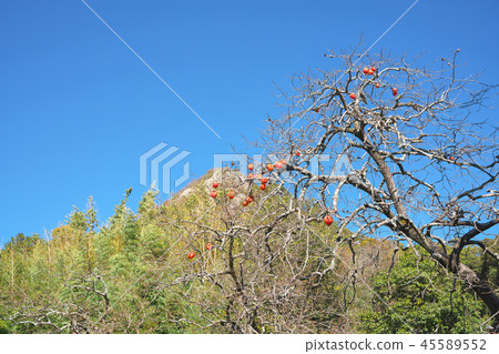 Fall-colored Tarobogu Fall-colored Tarobogu 45589552