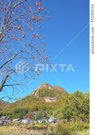 Fall-colored Tarobogu Fall-colored Tarobogu 45589559
