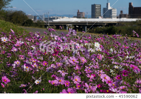 Cosmos and Tokaido Shinkansen Cosmos and Tokaido Shinkansen 45590062