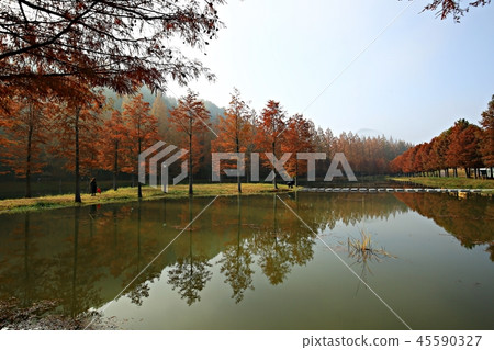 Metasequoia, autumn, roadside tree, autumn landscape, autumn Metasequoia, autumn, roadside tree, autumn landscape, autumn 45590327