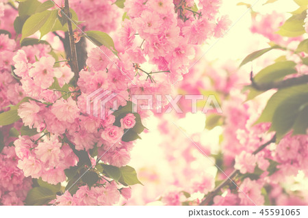 Cherry pink blossoms close up Cherry pink blossoms close up 45591065