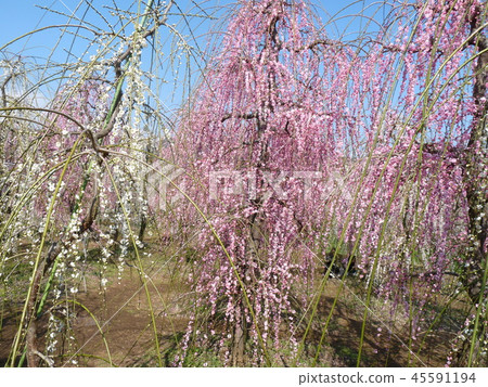 Suga no Umebayashi (5) 45591194