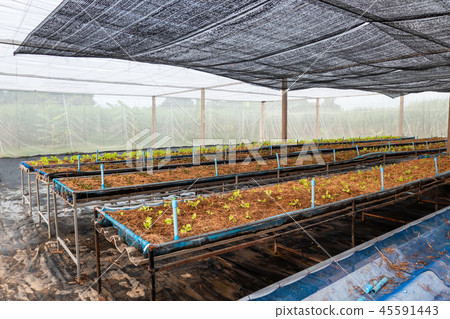 Cultivated organic green red oak lettuce in plant Cultivated organic green red oak lettuce in plant 45591443