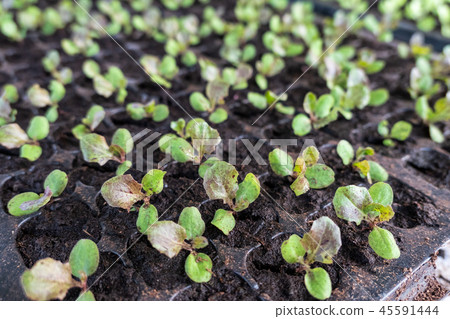 Farming orange green oak lettuce in soil tray Farming orange green oak lettuce in soil tray 45591444