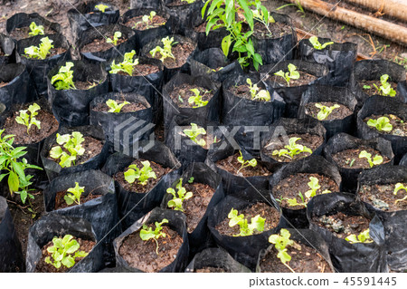Watering on sprout oak lettuce Watering on sprout oak lettuce 45591445