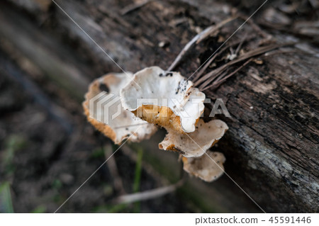 Natural mushroom leaf growing on timber Natural mushroom leaf growing on timber 45591446