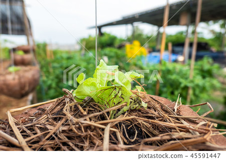 Organic green oak lettuce planting in vase Organic green oak lettuce planting in vase 45591447