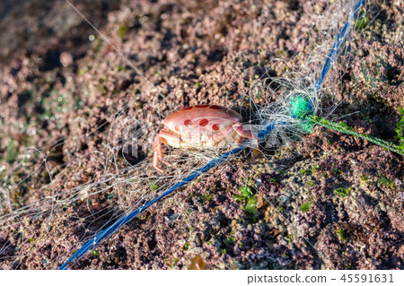 Sea crab sticking a fishing net on rock Sea crab sticking a fishing net on rock 45591631