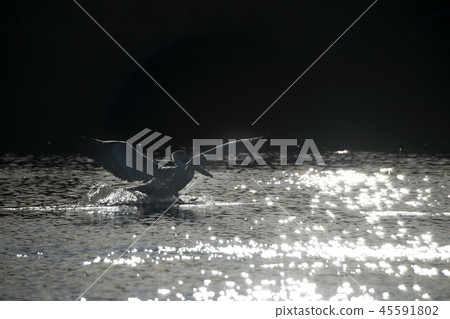 Pelican while flying at sunset touching water 45591802