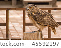 "Eagle eagle owl" staying in a stump 45592197
