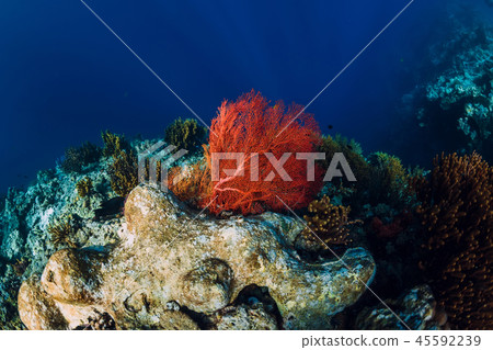 Tropical underwater world with coral reef. Red sea 45592239