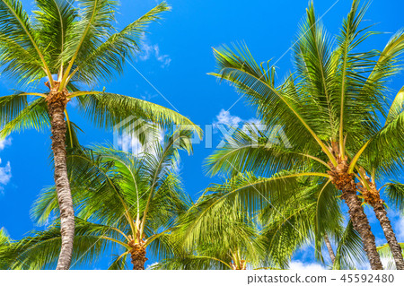 “夏威夷”棕櫚樹威基基海灘 45592480