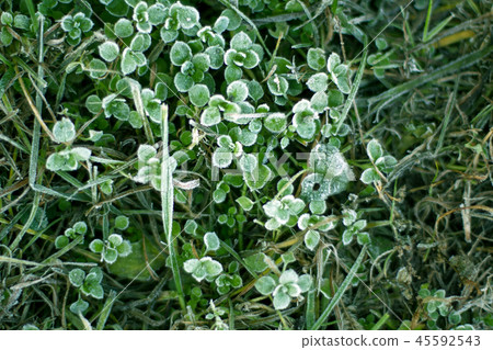 Frozen plants 45592543