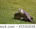 "Hayabusa" holding down the prey 45592698