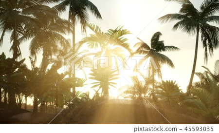 Sunset Beams through Palm Trees 45593035