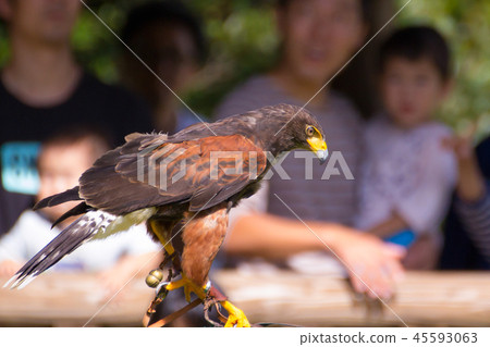 "Momokano Suri" waiting for turn "Momokano Suri" waiting for turn 45593063