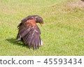 "Momokano Suri" who caught the prey 45593434