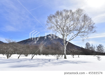 白樺樹在冬季在Senjogahara和富士山。 45593574