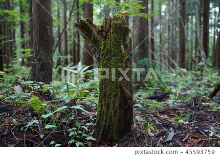 Decayed tree Decayed tree 45593759
