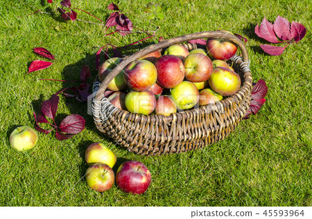 Ripe apples in old vintage wicker basket 45593964