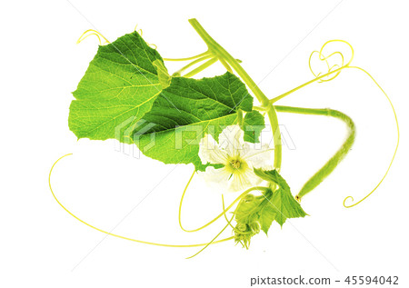 Green sprout Lagenaria with white flower Green sprout Lagenaria with white flower 45594042