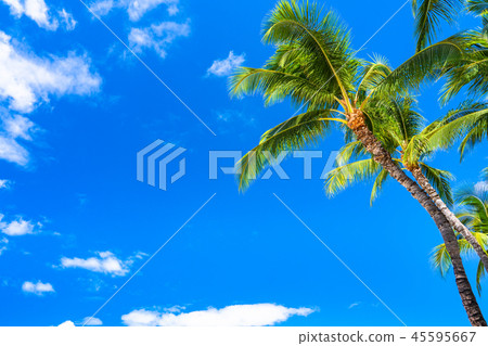 “夏威夷”棕櫚樹威基基海灘 45595667