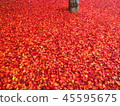 Autumn leaves of autumn leaves 45595675