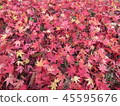 Fallen leaves of maple 45595676