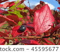 Blueberry autumn leaves 45595677