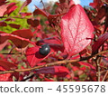 Blueberry autumn leaves 45595678