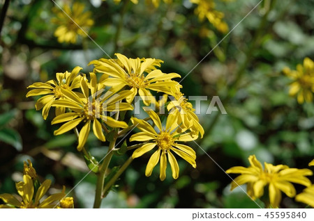 wa花 45595840