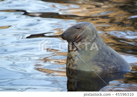 Seal in the wild  45596310