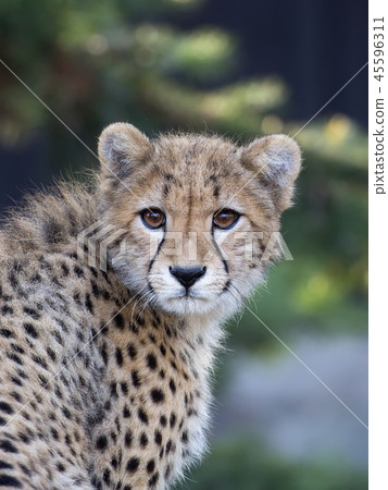 Young Cheetah, a portrait  45596311